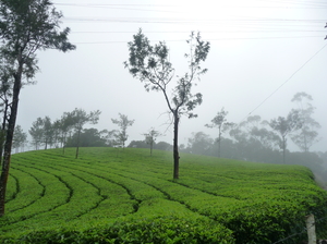 Monsoon in Munnar