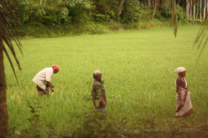 Of Paddy Fields, Bugs And Random Walks