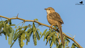 Bird-Watching At Little Rann of Kutch And Thol Bird Sanctuary