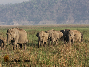 A Photographer's Travel Tales at Corbett National