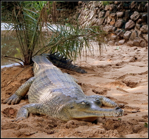 An encounter with Crocodiles!