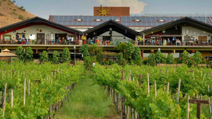 Vineyards Are Now New Weekend Gateway In India.