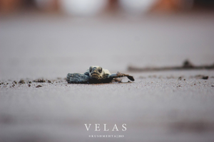 Velas - the final journey home...