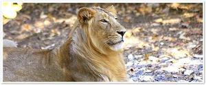 Gir National Park, India