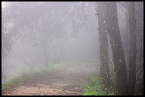 Amidst the Wilderness of Binsar Wildlife Sanctuary