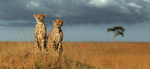 Wildlife Safari : Tanzania