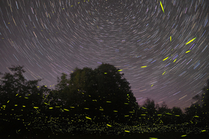 Trek With The Fireflies To The Rajmachi Fort This Monsoon