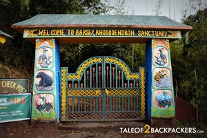 Barsey – a walk among the rhododendron trail