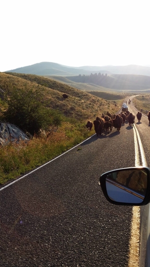 Yellowstone National Park (4 days)