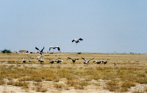Not So Little Rann of Kachchh