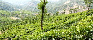 Face Off with Nature in KERALA