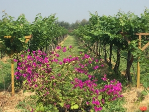 Sula Vineyards – Learning the Wine Culture