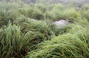 A Trip to Kaziranga National Park and Majuli- the World's biggest River Island