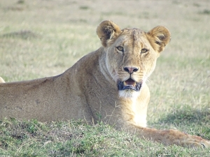 5- DAY TO NAKURU/MAASAI MARA SAFARI