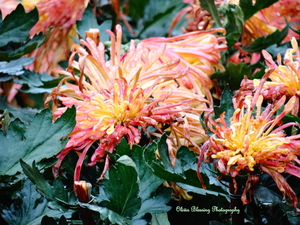 48 Hours in Kaifeng ~ City of Chrysanthemums