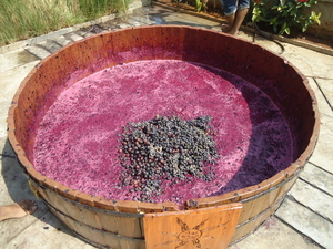 Day trip to Sula wine land