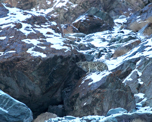 Snow Leopard Quest, Ladakh