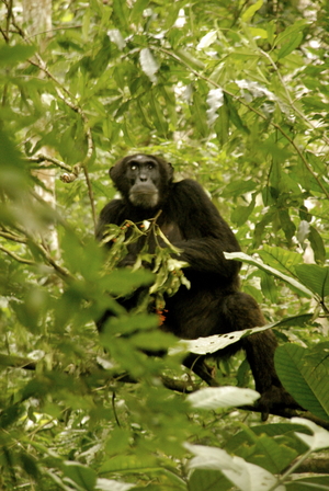 The Gorilla Loop - Kenya, Uganda & Rwanda