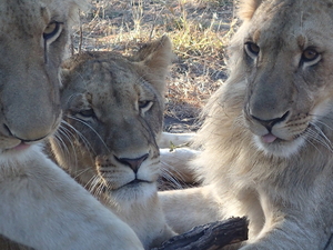 Walking with the lions in Zambia