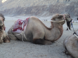 Things to do in Nubra Valley – A Complete Travel Guide