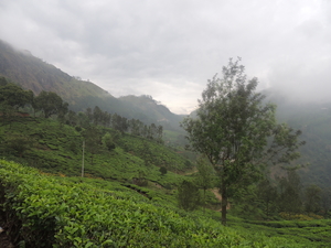 The Tea estates of Munnar
