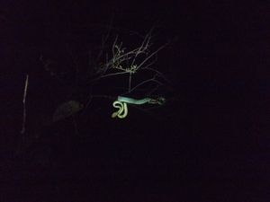 Night trek to One Tree Hill point