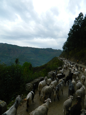 Trek to Parashar Lake, Mandi, Himachal Pradesh