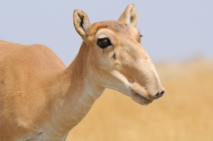 Saiga (Saiga tatarica)