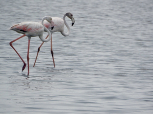 Point Calimere Bird Sanctuary, Kodikkarai