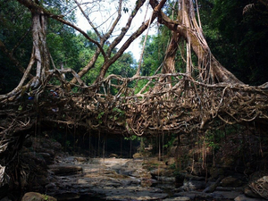 Living Root Bridge, Meghalaya
