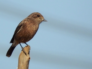 Hoskote lake, a small unsullied waterbody - a birder's paradise near Bangalore