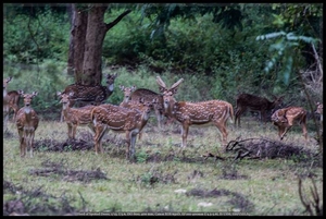 Masinagudi Whistling Woods Estate
