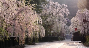 The beautiful sakura blossoms of Japan