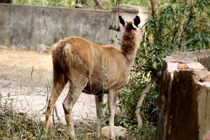 Ranthambore National Park