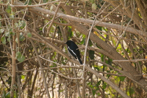 Backpacking With Birds – Bharatpur