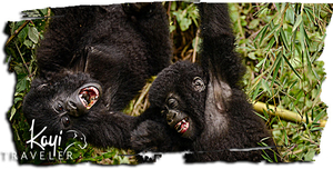 Rwanda: Express Gorilla Trekking