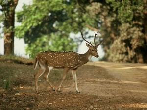 The Exotic Wild World of Madhya Pradesh