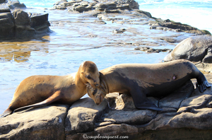 Offbeat Things To Do In San Diego