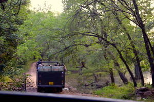 Ranthambore: An Encounter With The Tiger Or Not...?