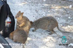 Top 5 Things To Do At Rottnest Island