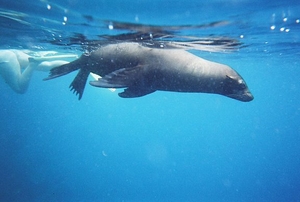 A Cruise to the Galapagos Islands