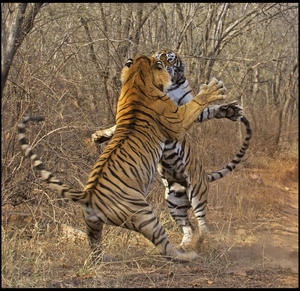 A Guide to Sunshine State: Rajasthan - Ranthambore