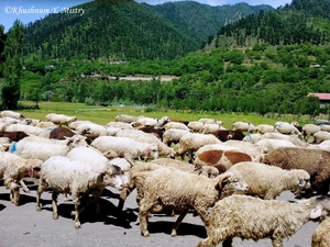 Pahalgam – The valley of shepherds