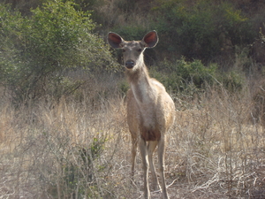 Sariska Tiger Wildlife Reserve...Lake Siliserh and a few crazy friends!