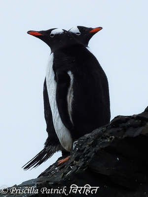 Sailing to the Antarctic