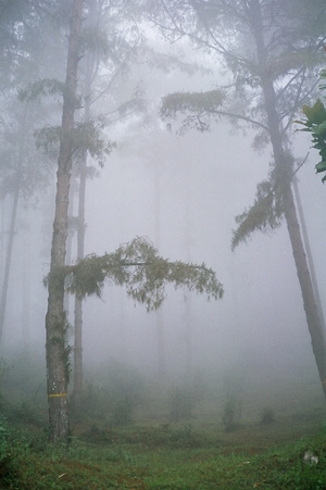 Tinchuley- Darjeeling's hidden treat