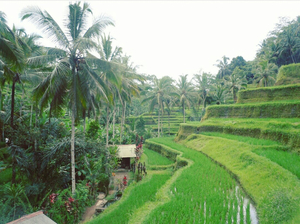 Eat,See,Experience and fall in love with Ubud