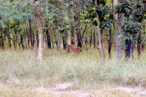 Jungle Trail @ Tadoba, Kanha and Pench