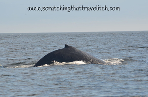 A ‘whale’ of a time in Victoria, BC