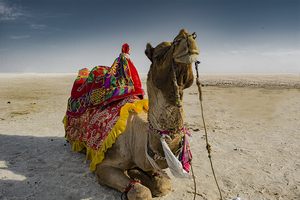 Rann Utsav: NOT Worth The Effort, Distance And Money!